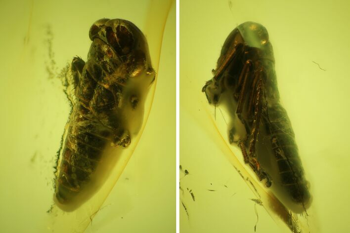 Detailed Fossil Cicada Larva (Auchenorrhyncha) In Baltic Amber #197721